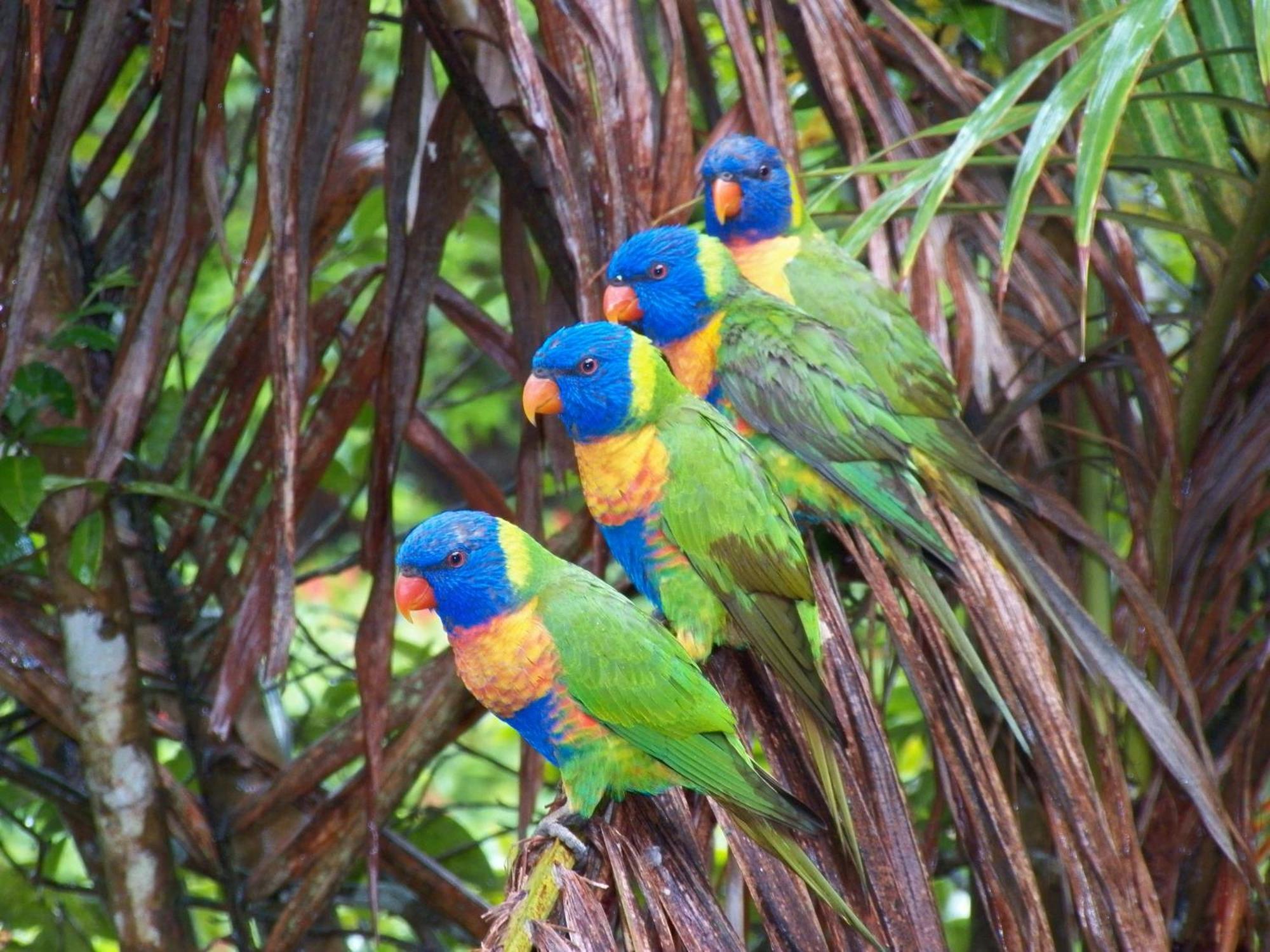 Lake Eacham Tourist Park & Cabins Esterno foto